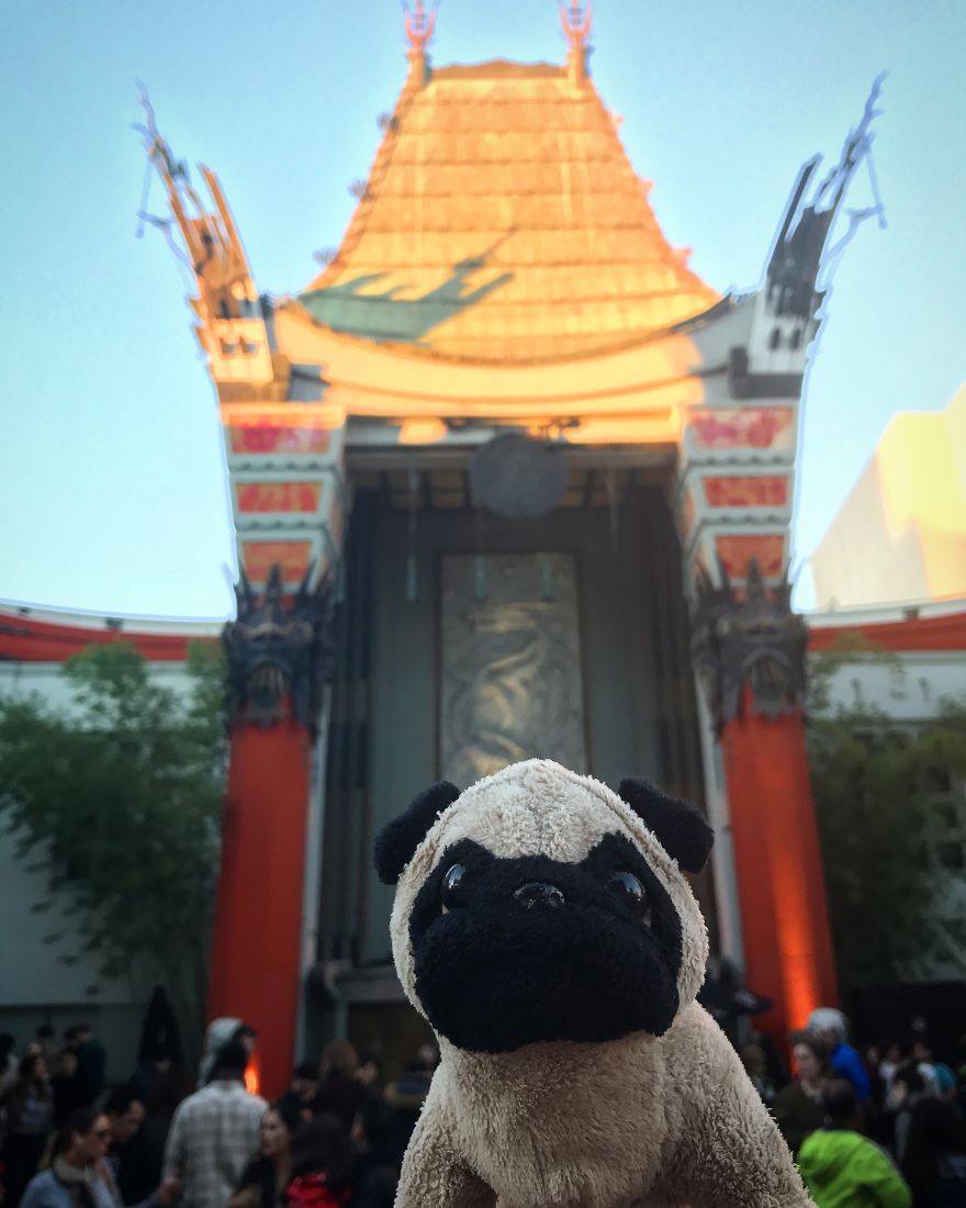 Meet Mr. Pug, The Traveling Toy Dog Exploring The World