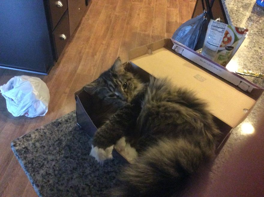 Kobayashi In A Shoe Box!