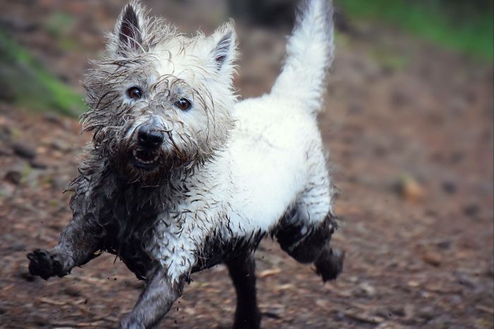 Casual Walk In The Woods, Not When There Is A Mud Bath Waiting For Me! People Pay For These In Spa's!