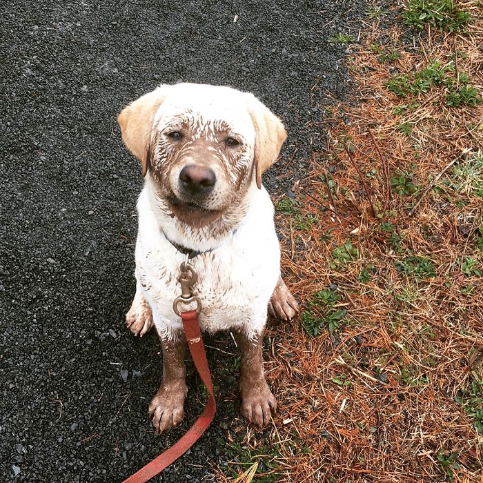 He Just Loves Muddy Puddles!