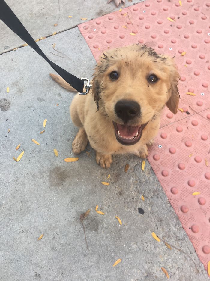 This Puppy Just Discovered Mud For The First Time