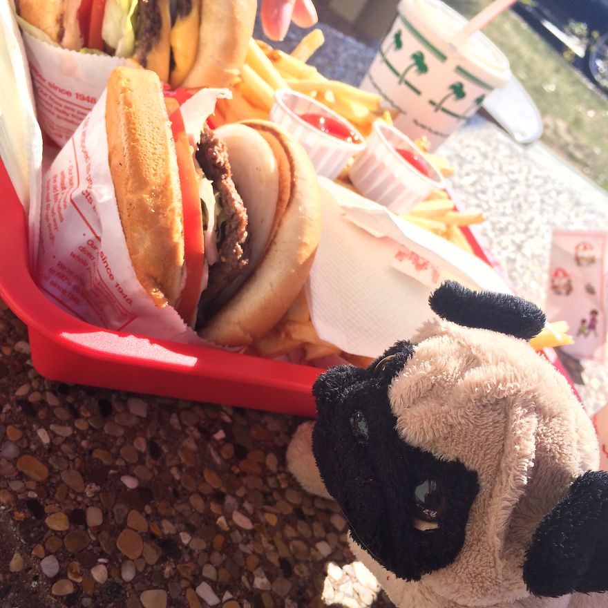 Meet Mr. Pug, The Traveling Toy Dog Exploring The World