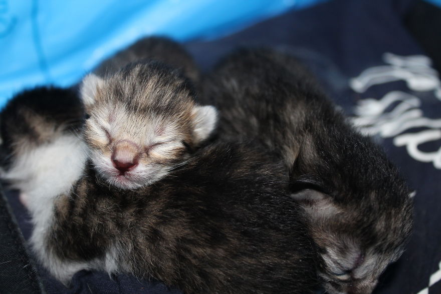 Ι Photographed My Kittens From The Moment They Were Born Until They Were Only One Month Old