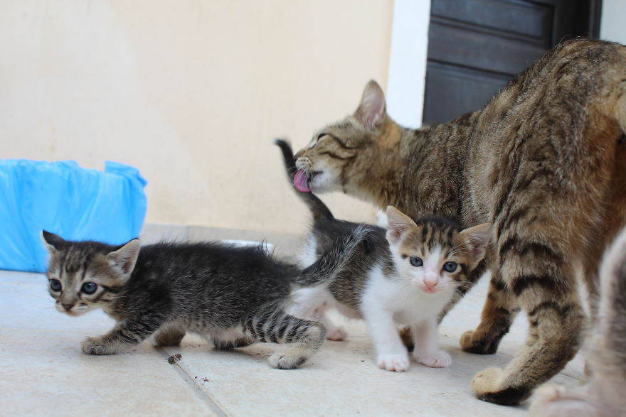 Ι Photographed My Kittens From The Moment They Were Born Until They Were Only One Month Old