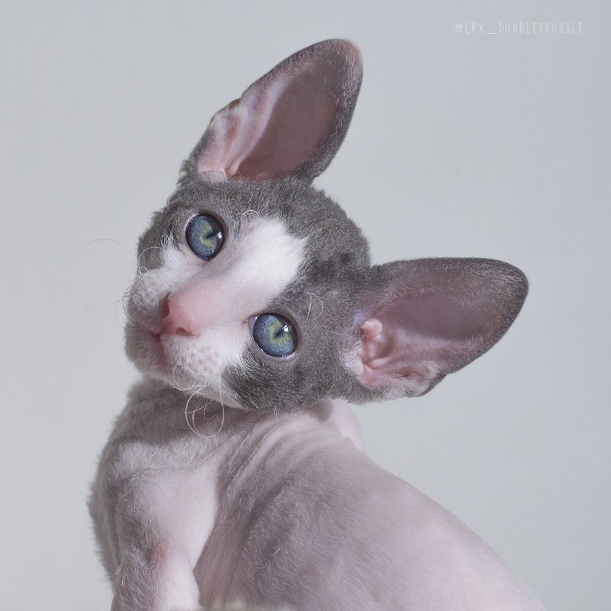 Is There Anything Cuter Than Fluffy Furry Kittens? Oh Yes, Little Alien-Looking Cornish Rex Babies