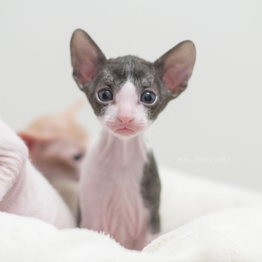 Is There Anything Cuter Than Fluffy Furry Kittens? Oh Yes, Little Alien-Looking Cornish Rex Babies