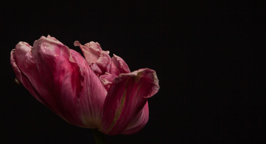 I Take Photographs Of Flowers As They Are Dying