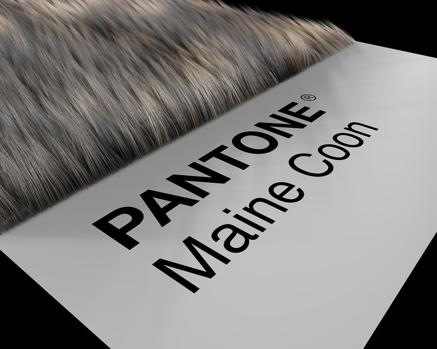 Maine Coon Prospective