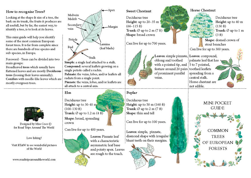 A Mini Guide About European Forest Trees