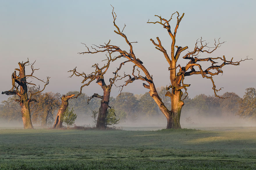 I Photographed Monumental And Unreal Rogalin Oaks