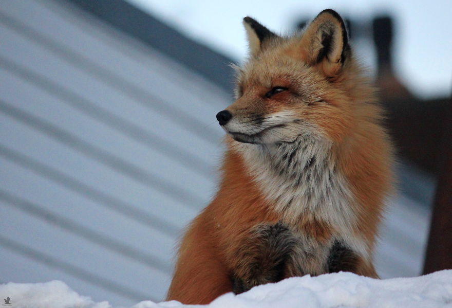 Meet Zorro The Fox Who Visits Me Every Day For The Last 3 Winters