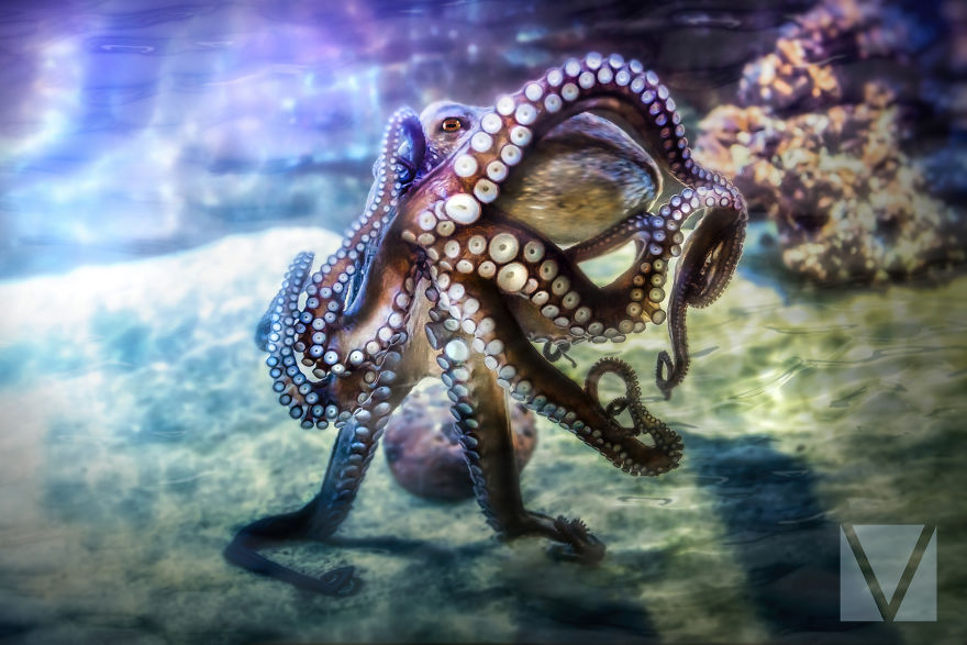 "Octoprancer" - When The Octopus Spots Your Camera And Starts Busting Out Some Shapes