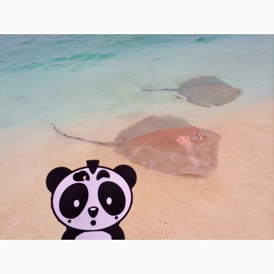 I Bring My Panda Iphone Cover Everywhere I Go On Holiday I Bring My Panda Iphone Cover Everywhere I Go On Holiday