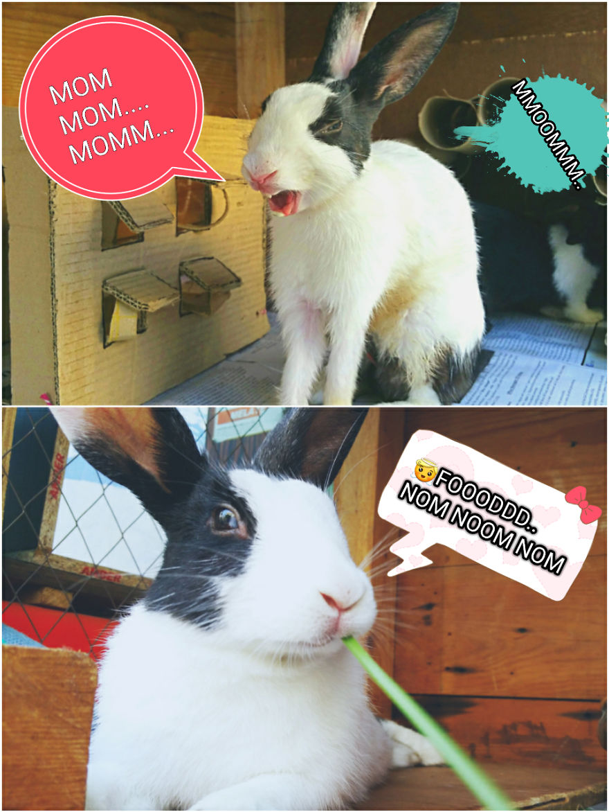 Rabbit Memes