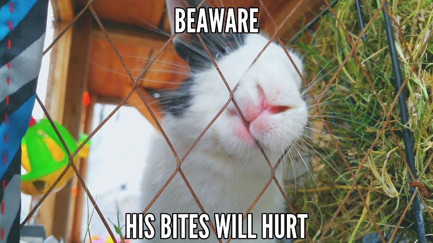 Rabbit Memes