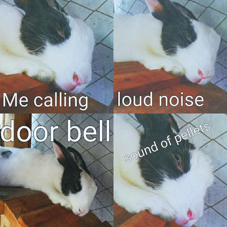 Rabbit Memes