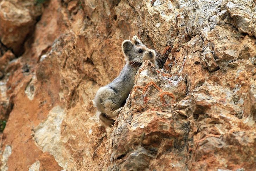 Rare And Adorable Ili Pika Rabbit Caught For The First Time In 20 Years, Incredible!
