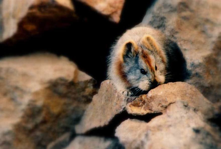 Rare And Adorable Ili Pika Rabbit Caught For The First Time In 20 Years, Incredible!