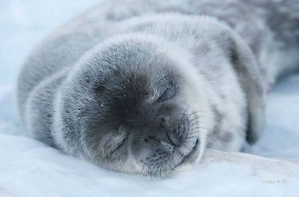 Sleeping Animals