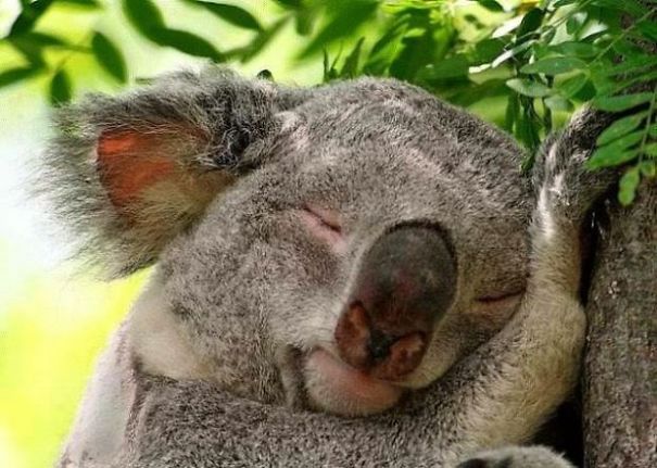 Sleeping Animals