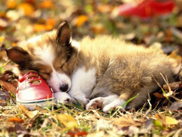 Sleeping Animals