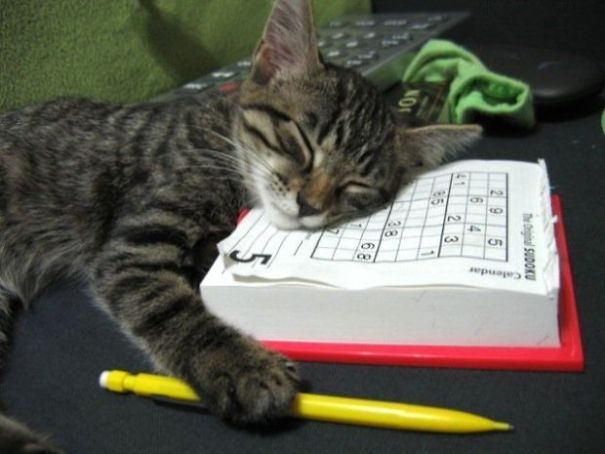 Sleeping Animals