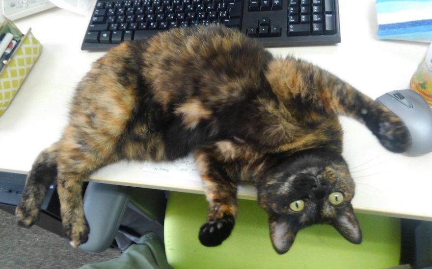 This Company Pays Their Employees For Every Cat They Rescue...