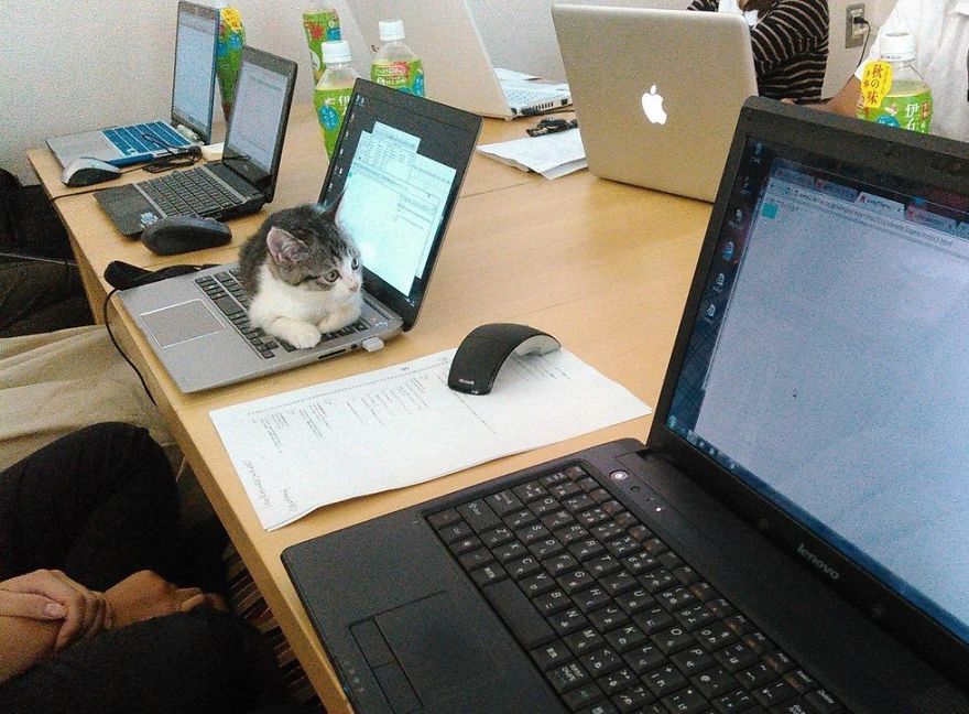 This Company Pays Their Employees For Every Cat They Rescue...