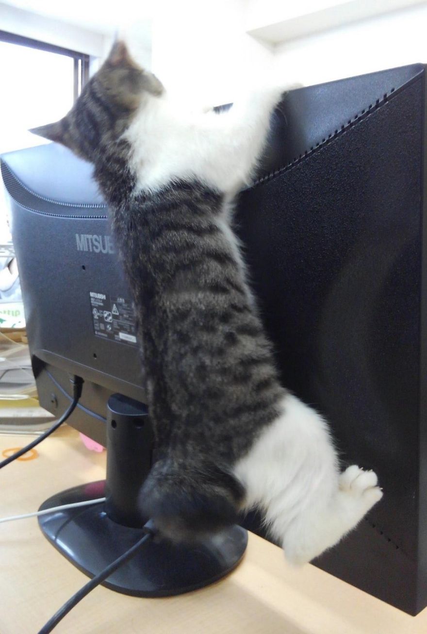 This Company Pays Their Employees For Every Cat They Rescue...