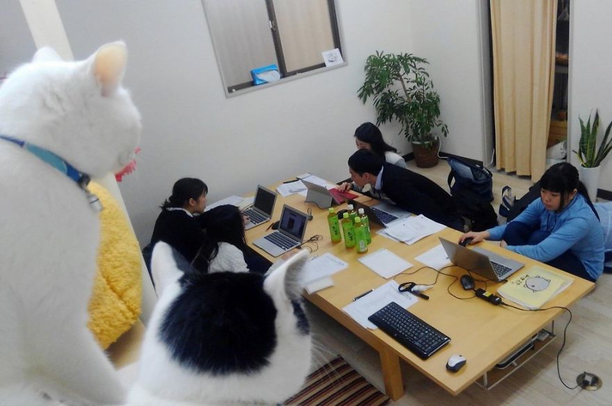 This Company Pays Their Employees For Every Cat They Rescue...