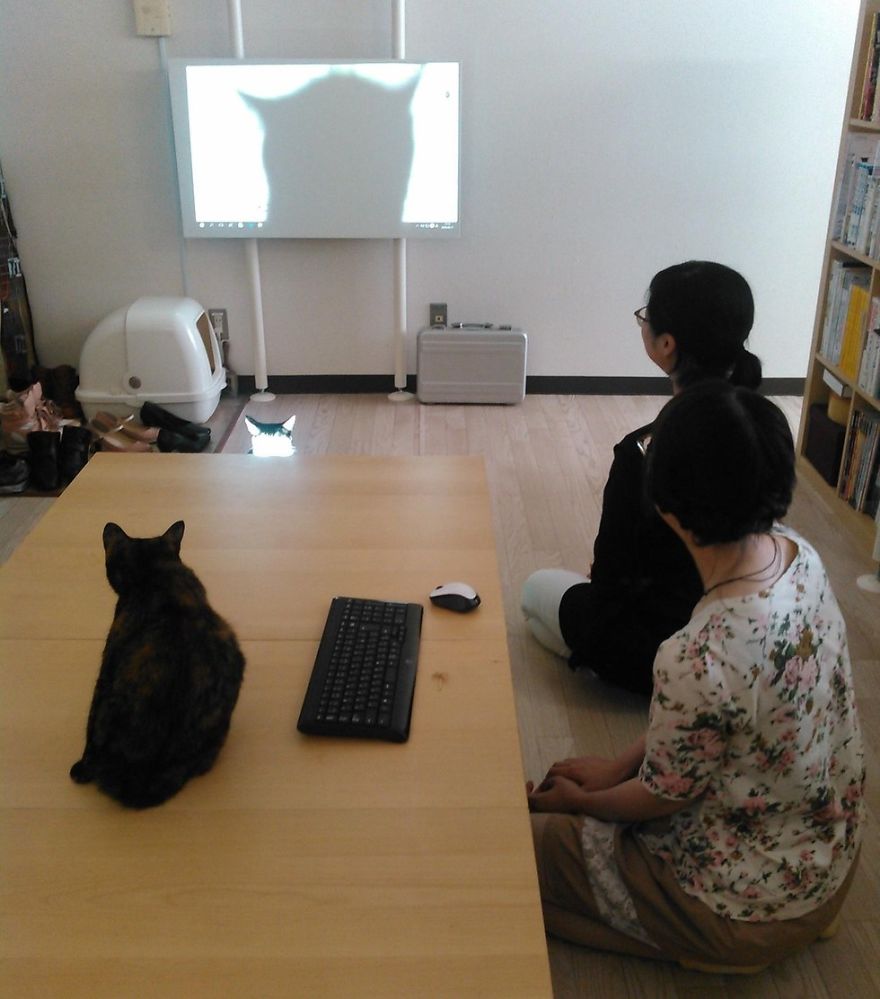 This Company Pays Their Employees For Every Cat They Rescue...