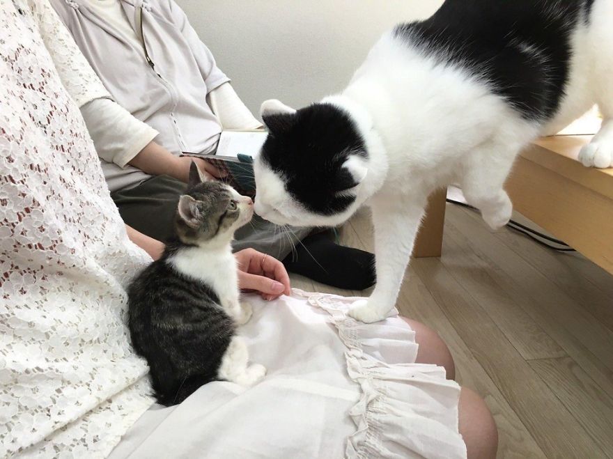 This Company Pays Their Employees For Every Cat They Rescue...