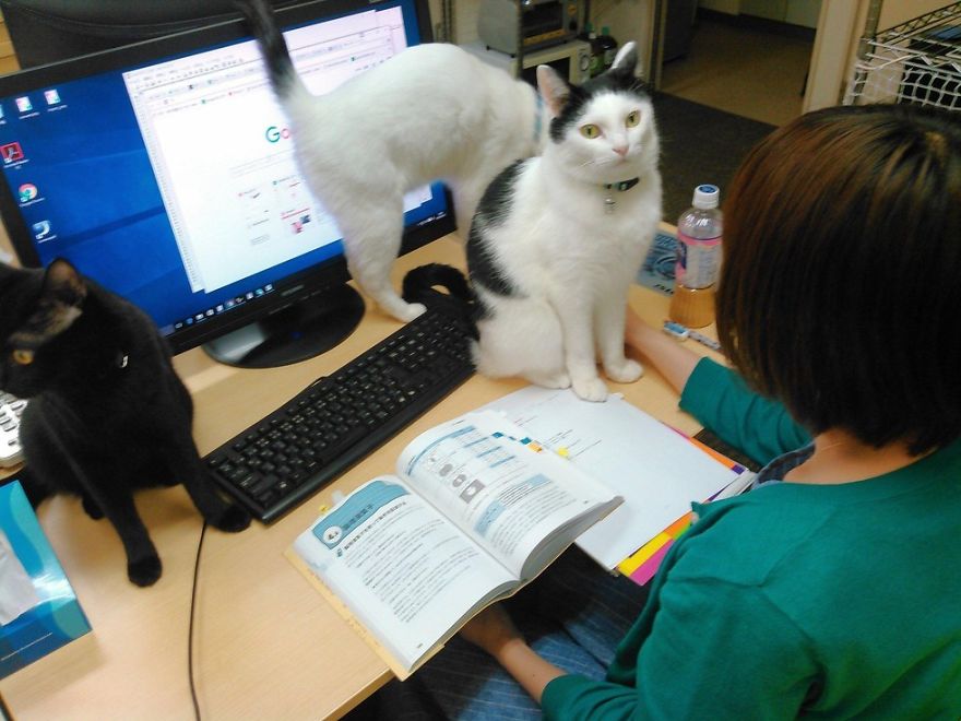 This Company Pays Their Employees For Every Cat They Rescue...