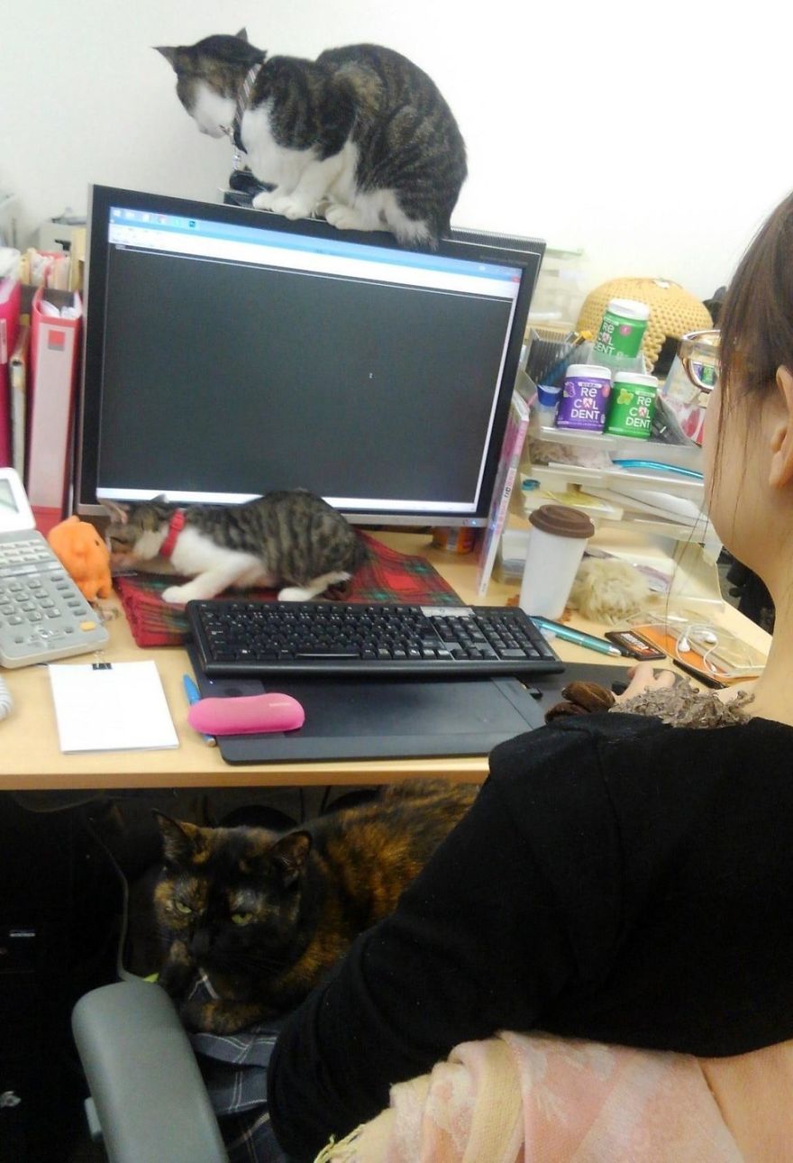This Company Pays Their Employees For Every Cat They Rescue...