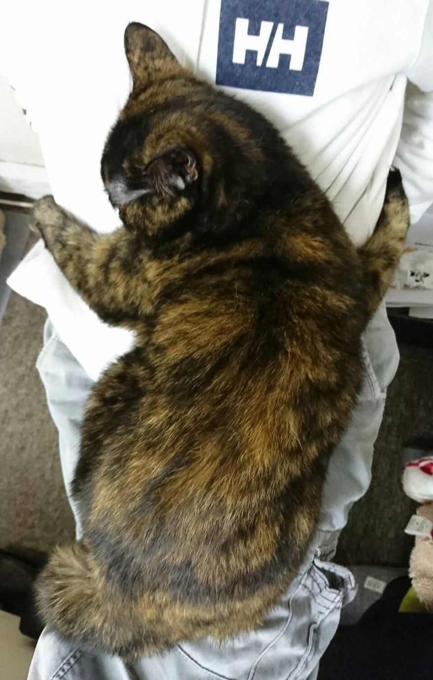 This Company Pays Their Employees For Every Cat They Rescue...