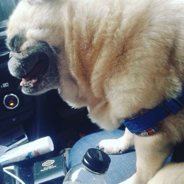 This Deaf Rescue Pug Is Traveling Across America