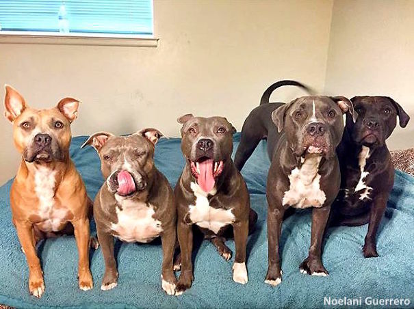 This Woman Is Addicted To Bringing Home Pit Bulls!