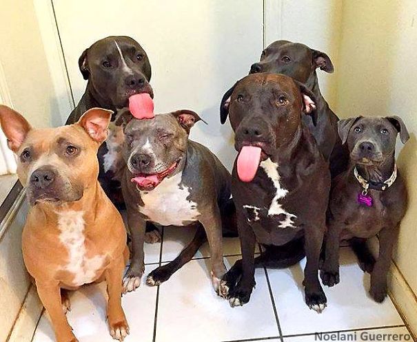 This Woman Is Addicted To Bringing Home Pit Bulls!