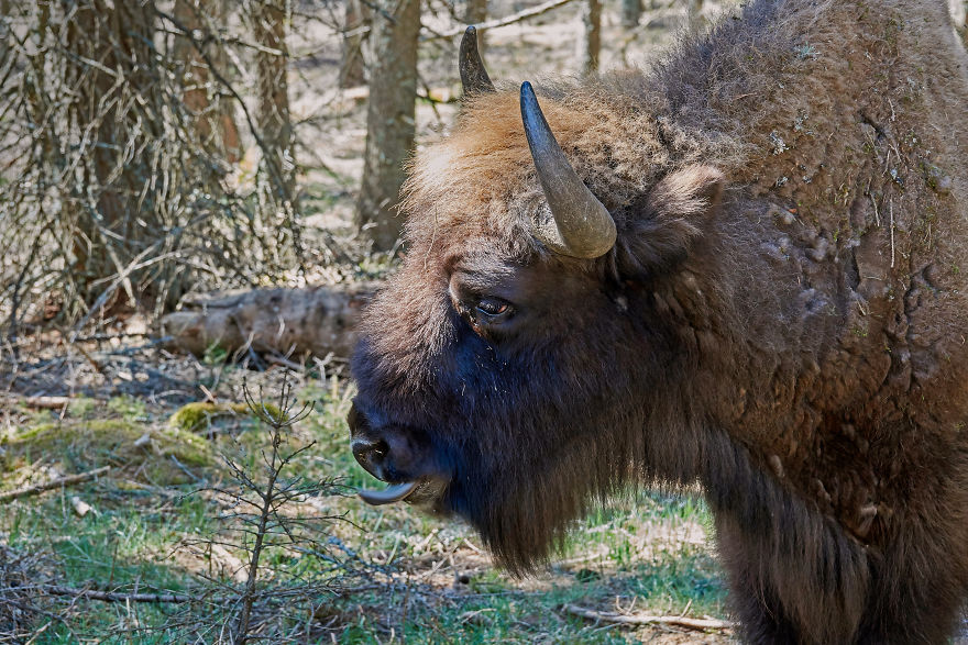 Up Close From Afar With The World’s Most Endangered Animals Up Close From Afar With The World’s Most Endangered Animals
