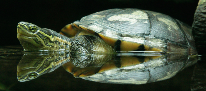 Annam Leaf Turtle