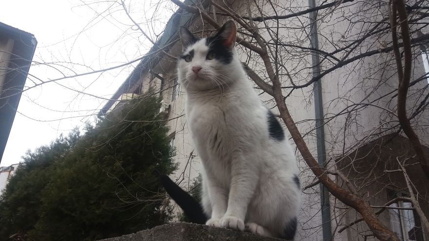 Web Designer From Belgrade Takes Pictures Of Street Cats As A Remainder Of Her Youth