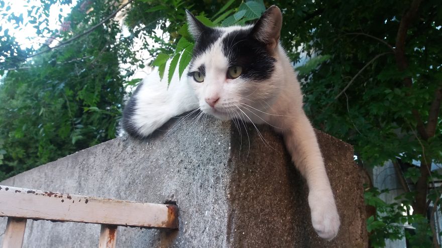 Web Designer From Belgrade Takes Pictures Of Street Cats As A Remainder Of Her Youth
