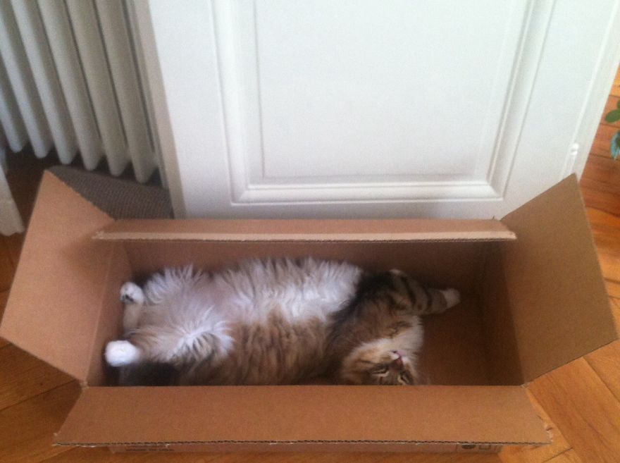 What's In The Box ??