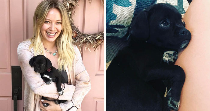 No One Wanted This Puppy Because It Was Different, So Hilary Duff Decided To Adopt It