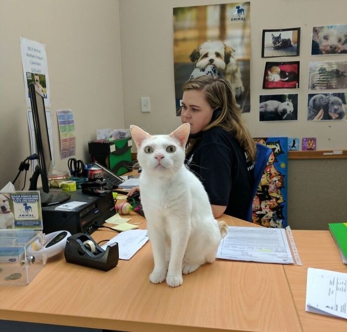 This Cat Has Been Waiting In Shelter For More Than 400 Days, So The Staff Came Up With A Plan