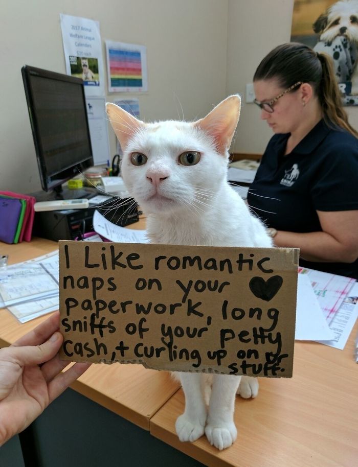 This Cat Has Been Waiting In Shelter For More Than 400 Days, So The Staff Came Up With A Plan