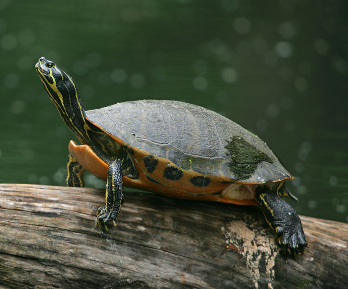 Alabama Red-bellied Cooter
