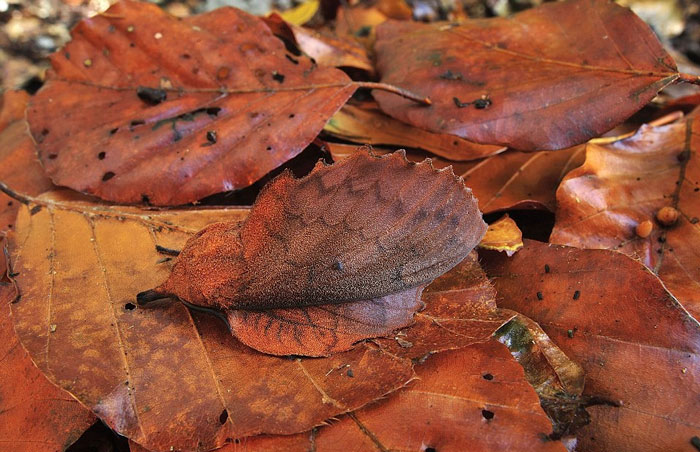 Mappet Leaf Moth