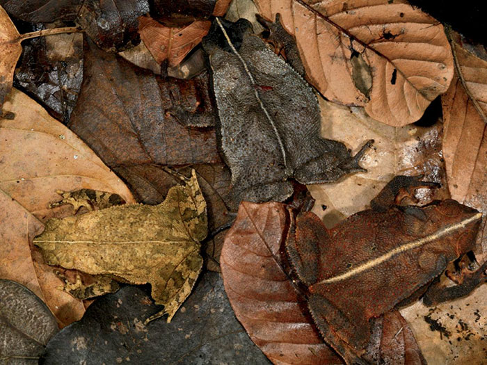 Leaf-Litter Toads