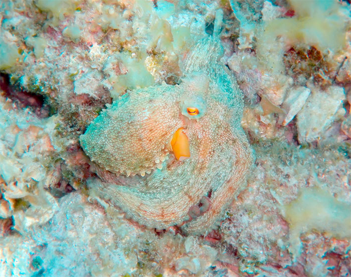 Mediterranean Octopus